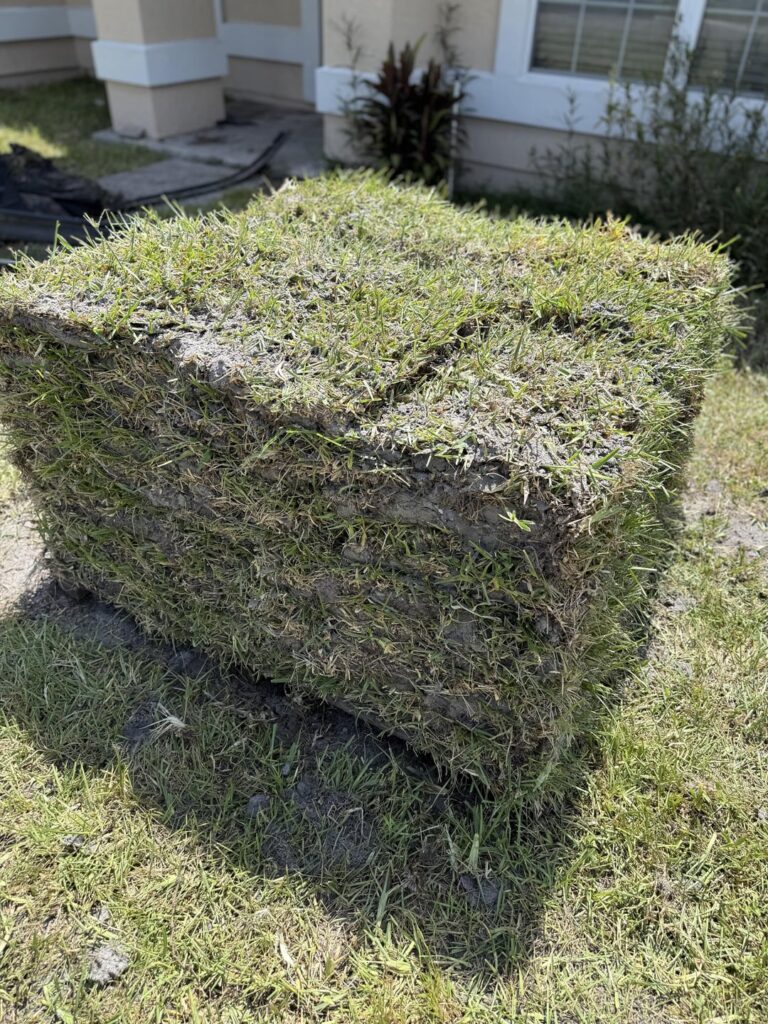 Think I got scammed on sod… does this look like St. Augustine to you?