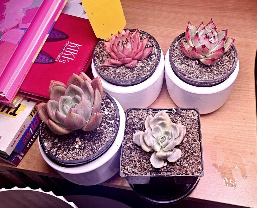 New to the world of Echeveria! Any tips..?