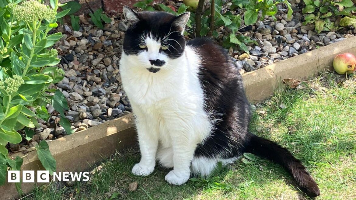 Acomb cat becomes much-loved mascot at a York Library The DeepSeek app from a Chinese AI technology company is displayed on a mobile phone