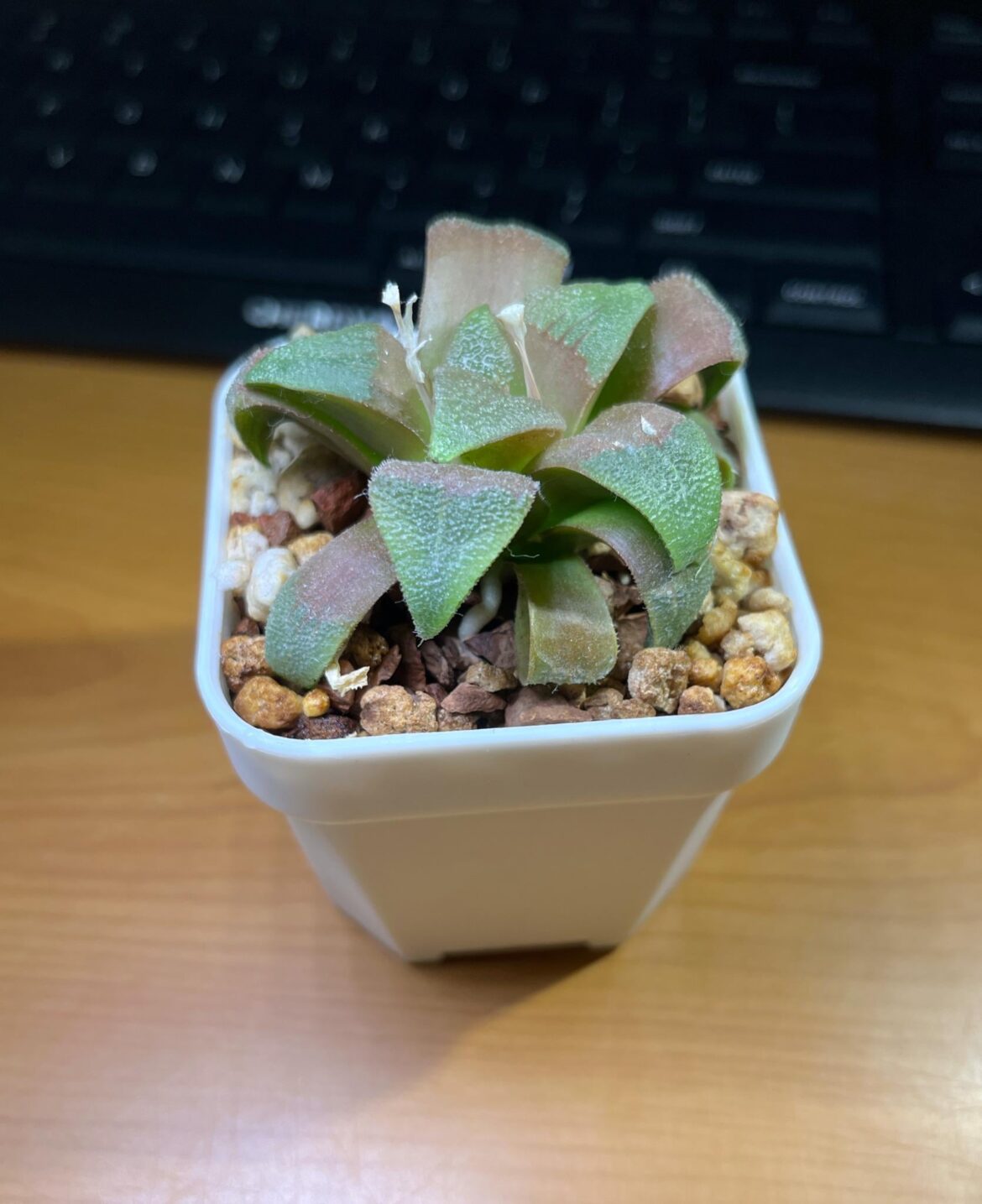 mirabilis v atrofusca Basryhoogte, NW Heidelberg (best color of 7 seedlings, HaworthiaLand seed sown April 2021)