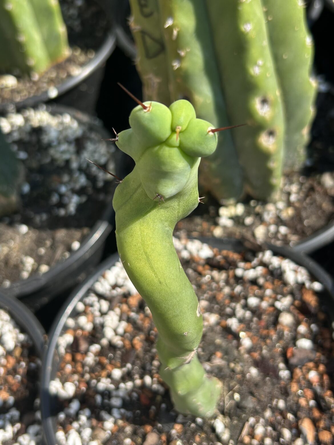 Sexy wormie! 🤪😅