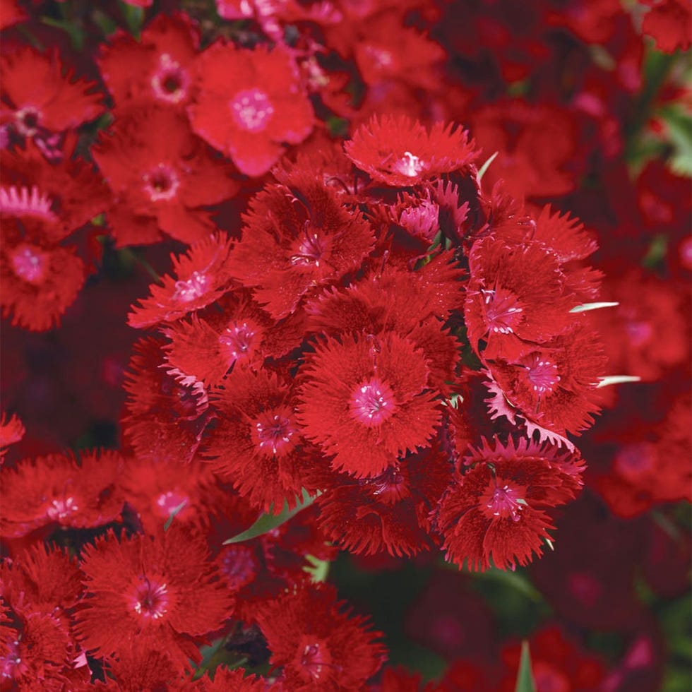 Rockin' Red Dianthus