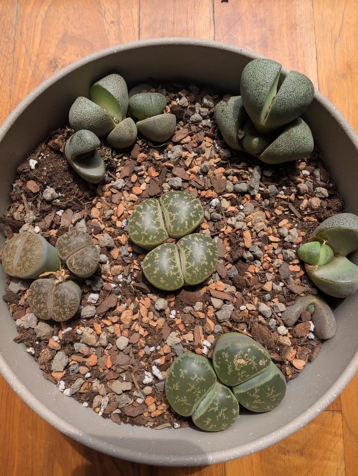 New Lithops dad! New Lithops dad!