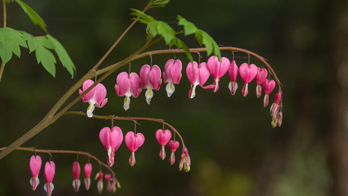 The Underrated Companion Ground Cover That Looks Gorgeous Next To Bleeding Hearts Yahoo lifestyle home