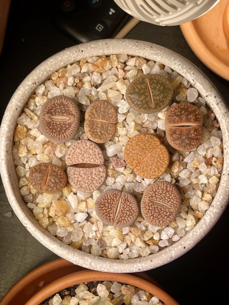 My first ever split, I’m so excited!