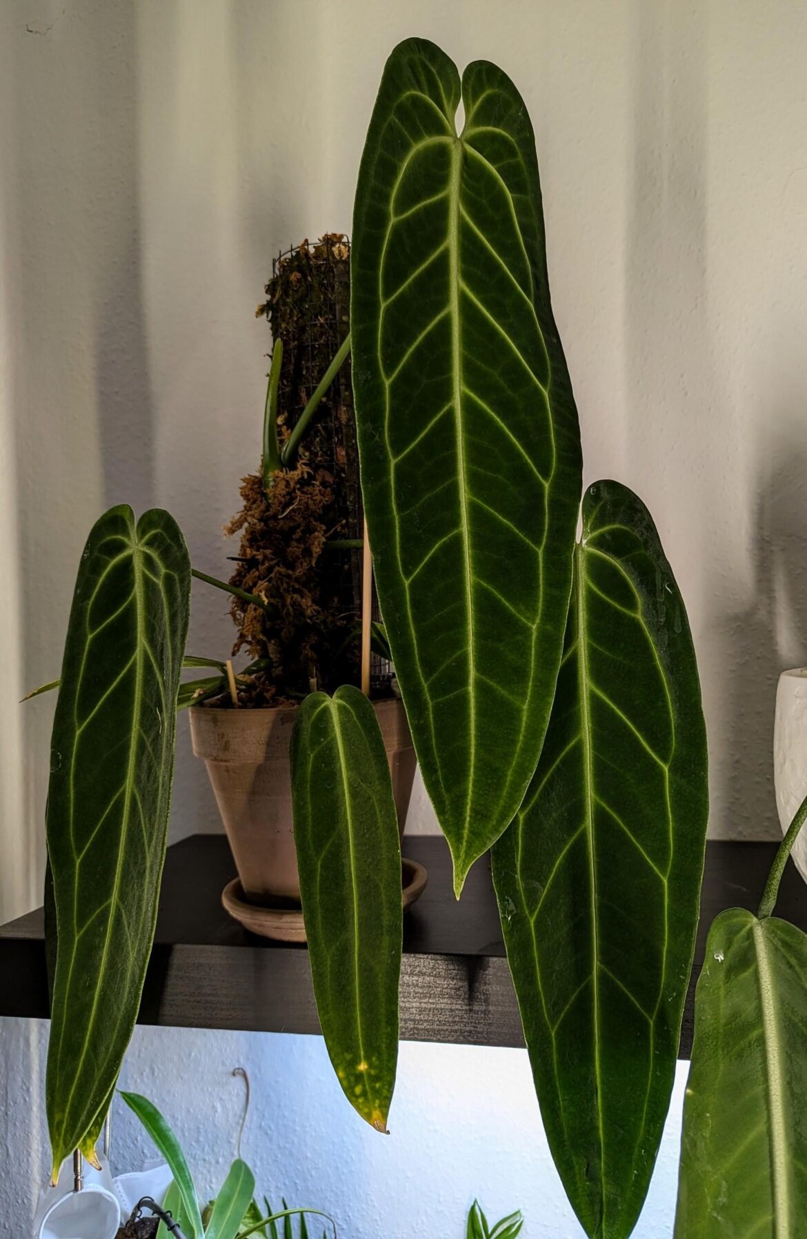 The new leaf is already over 40 cm!