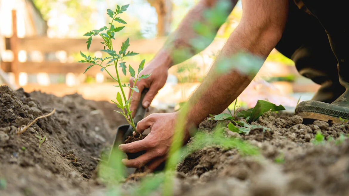 How Late Is Too Late To Plant Tomatoes In Your Garden? Here’s The Truth Yahoo lifestyle home
