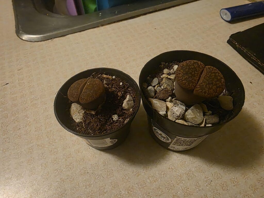 Healthy?