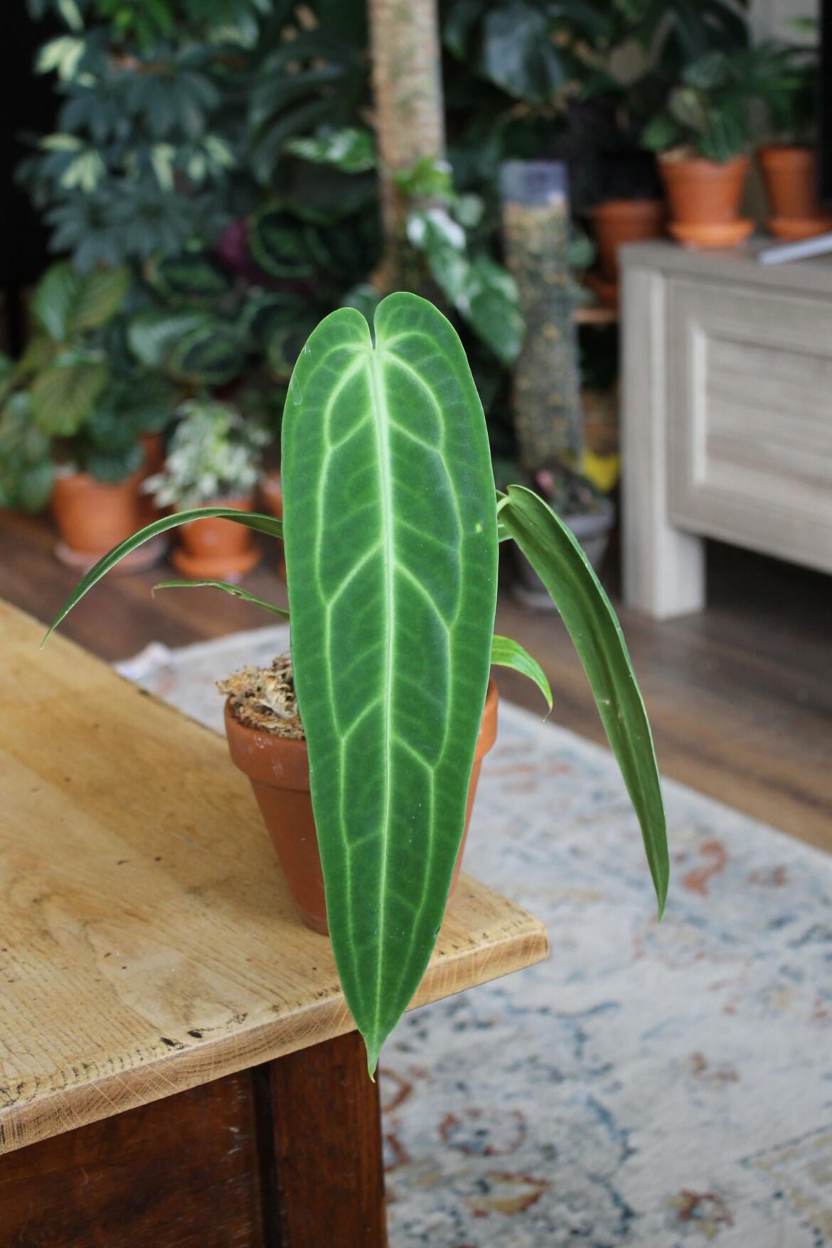 First big leaf 🌿