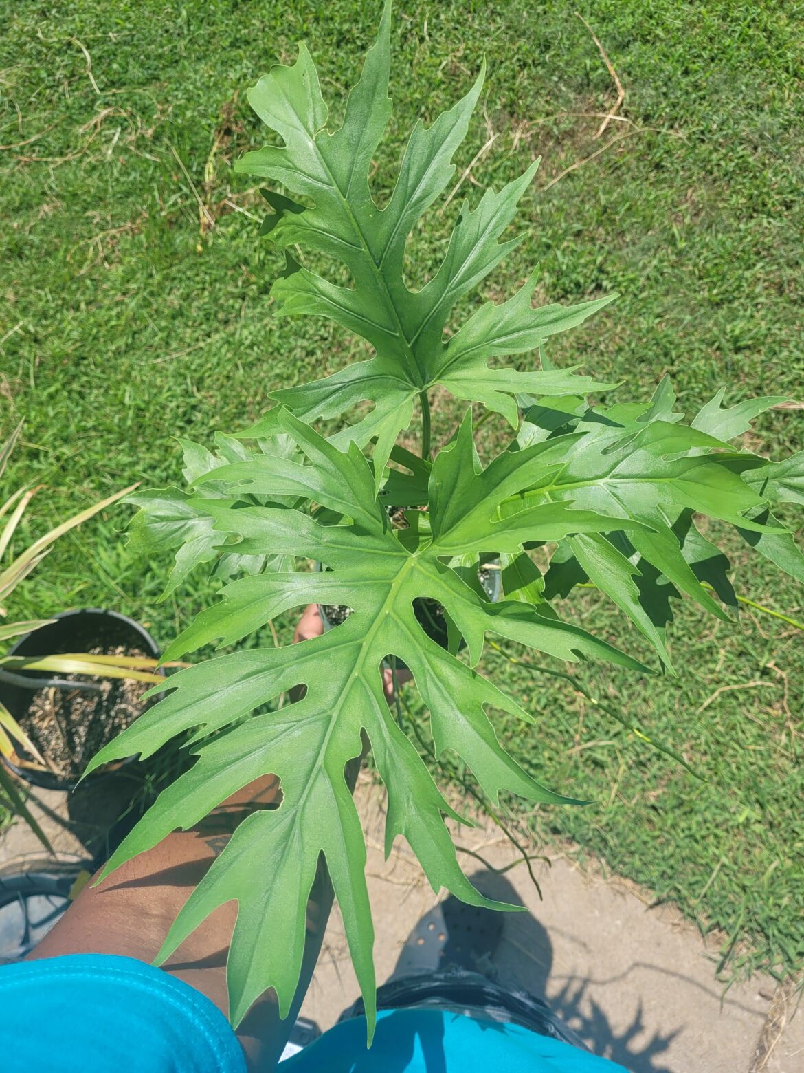 Philodendron Warscewiczii 🙃