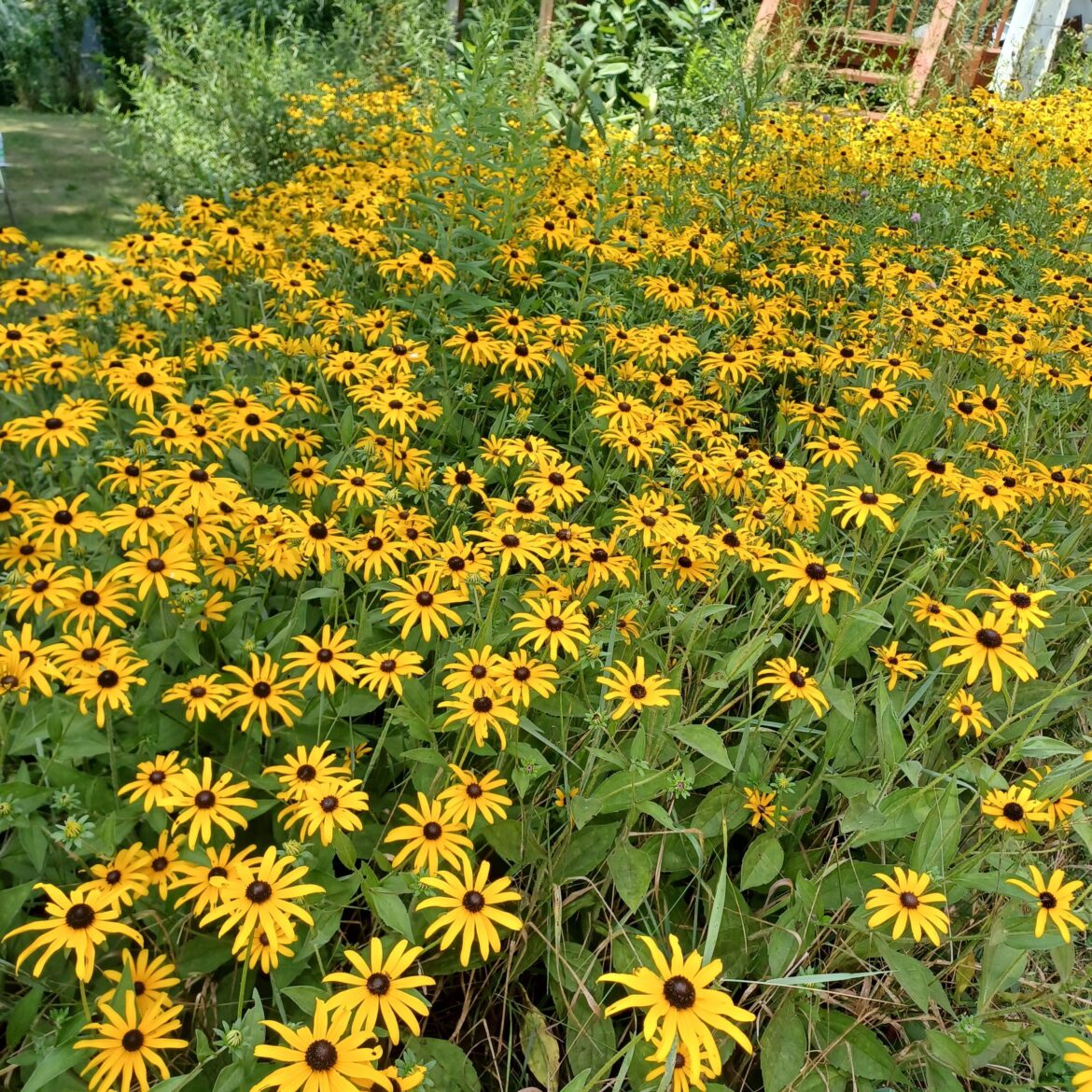 My back yard at the moment. SW Pennsylvania
