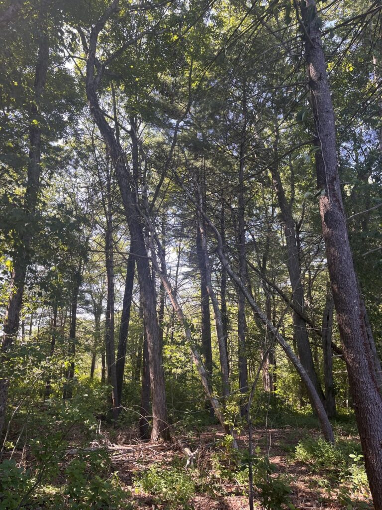 General tree maintenance advice