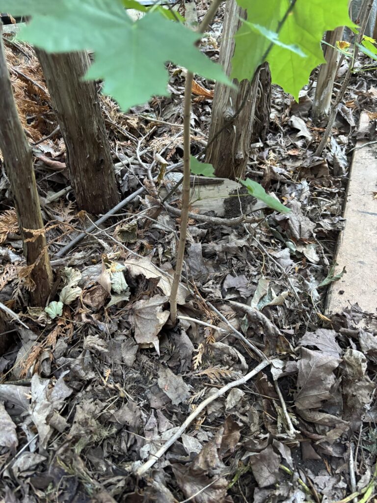 How do i transplant this little guy? How do i transplant this little guy?