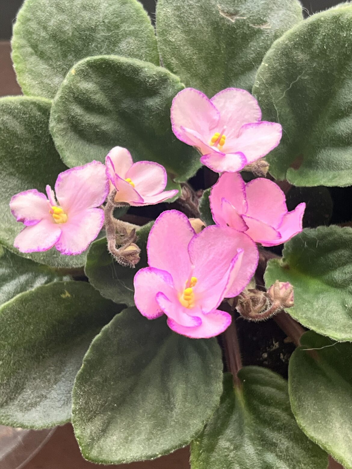 Clearance purchase finally in bloom!