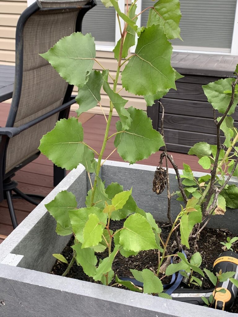 Found a cottonwood (I think) in my planter box. Worth transplanting or no?
