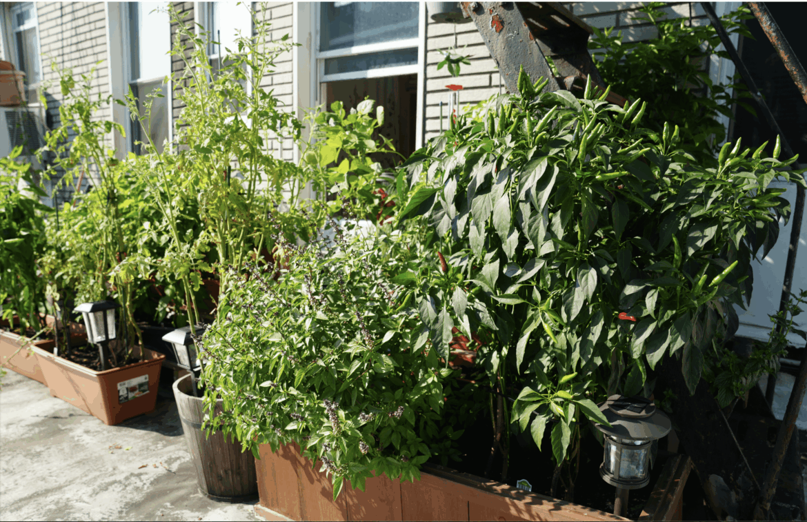 Summer in Queens
