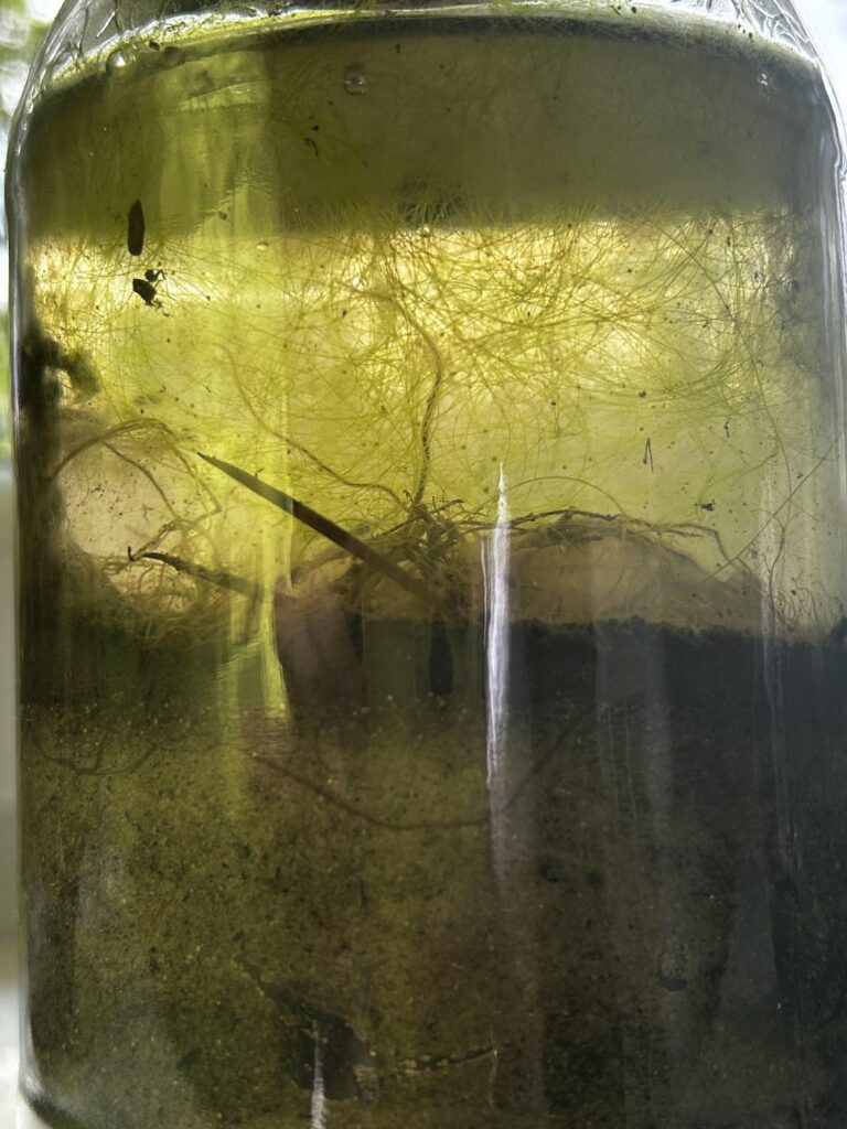 Is the excessive algae growth a problem?