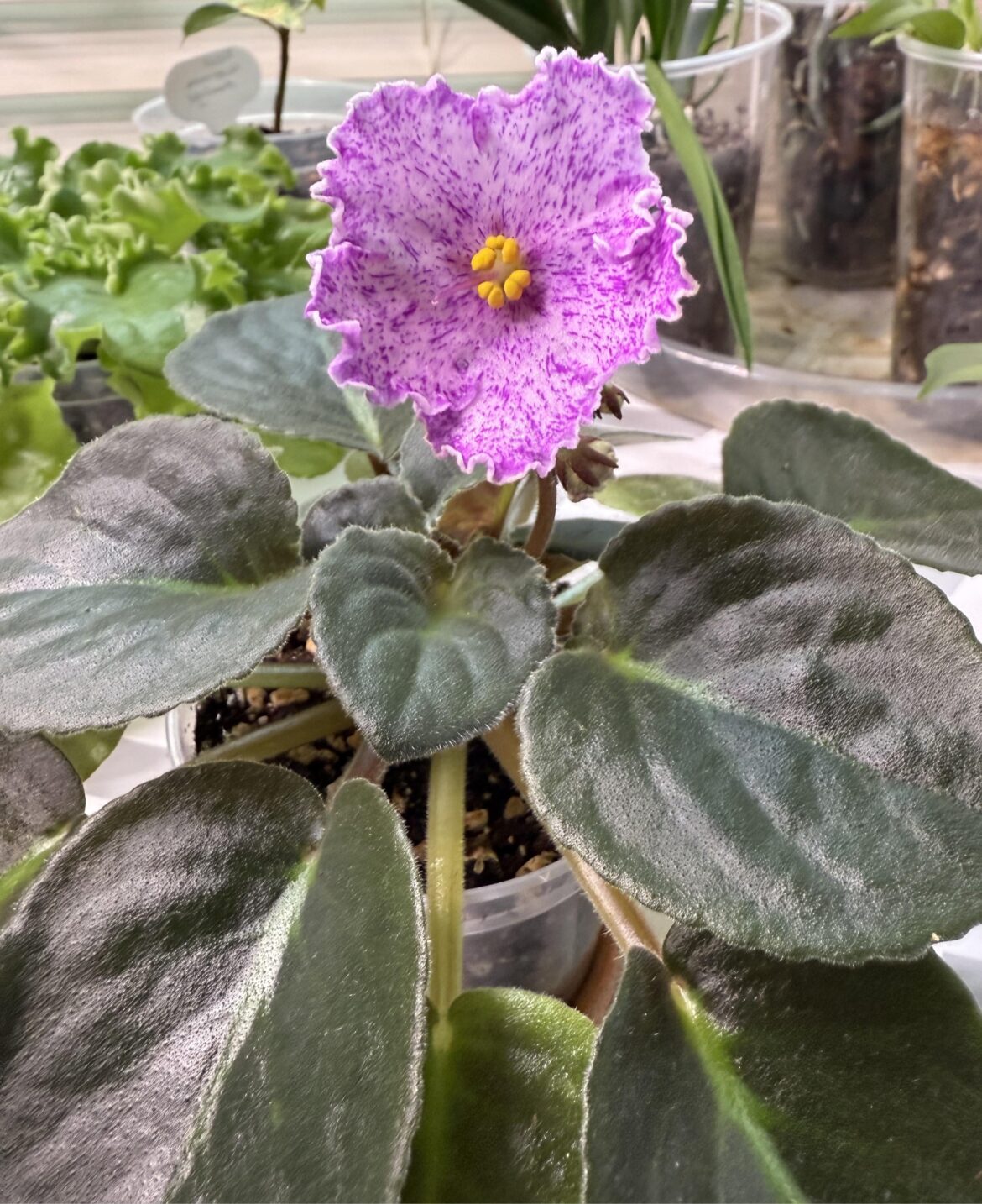 First Blooms!