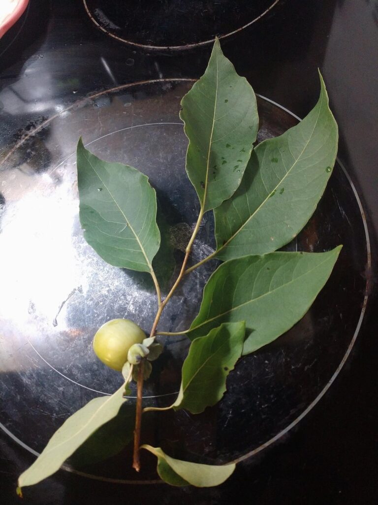 South East Georgia USA. Son picked this, will it turn into something edible? South East Georgia USA. Son picked this, will it turn into something edible?