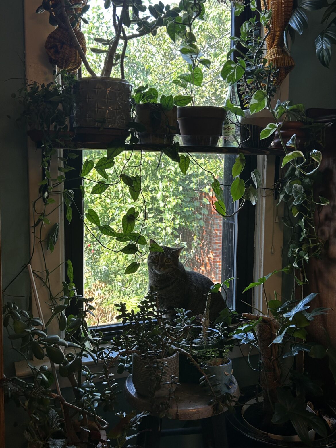 one of my only south facing windows + cat tax