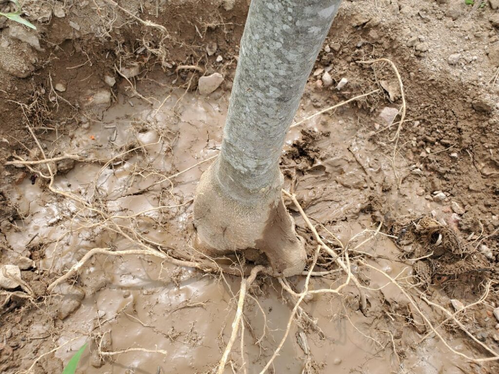 Please help! Roots worse than we thought. Please help! Roots worse than we thought.