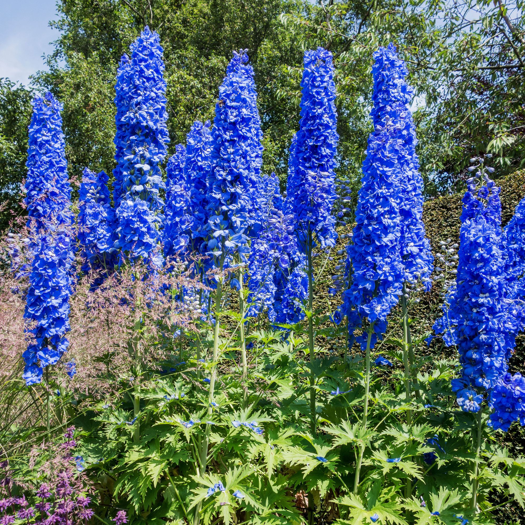 blue delphiniums