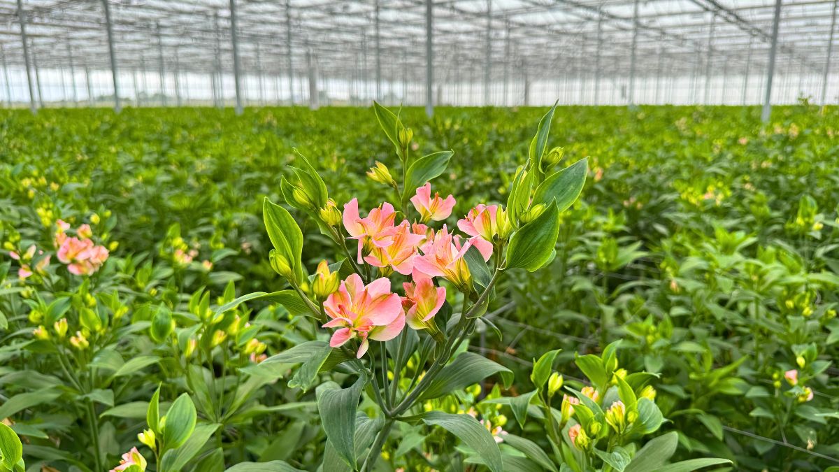 Alstroemeria Charmelia from Together2Grow 