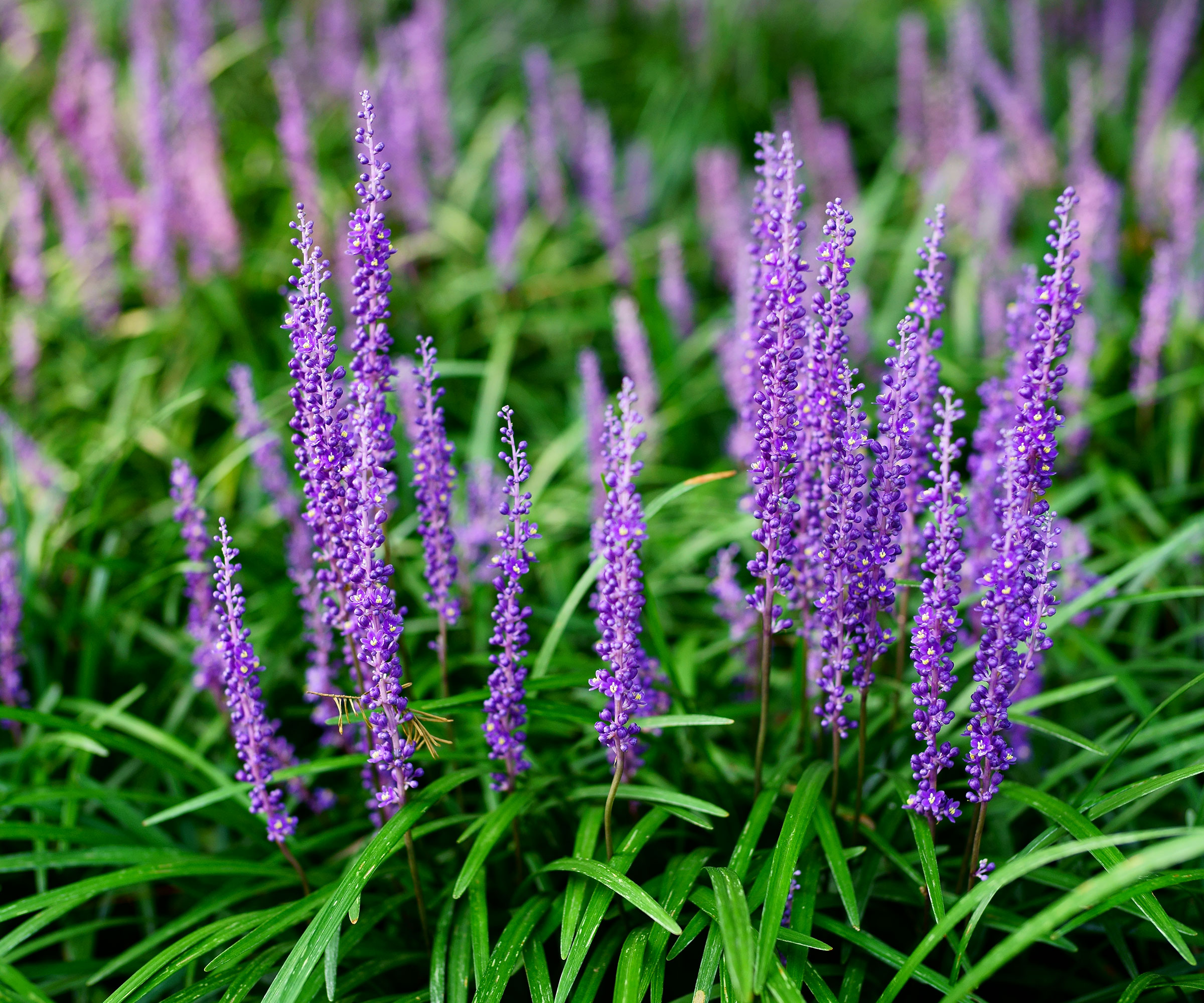 Liripo muscari is an excellent ground cover plant for shady areas