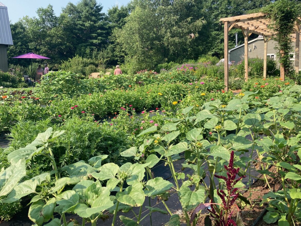 Visitors can explore garden ‘rooms’ at Frogmore Flower Farm Open Garden Days