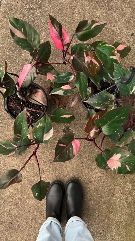 philodendron pink princess houseplant