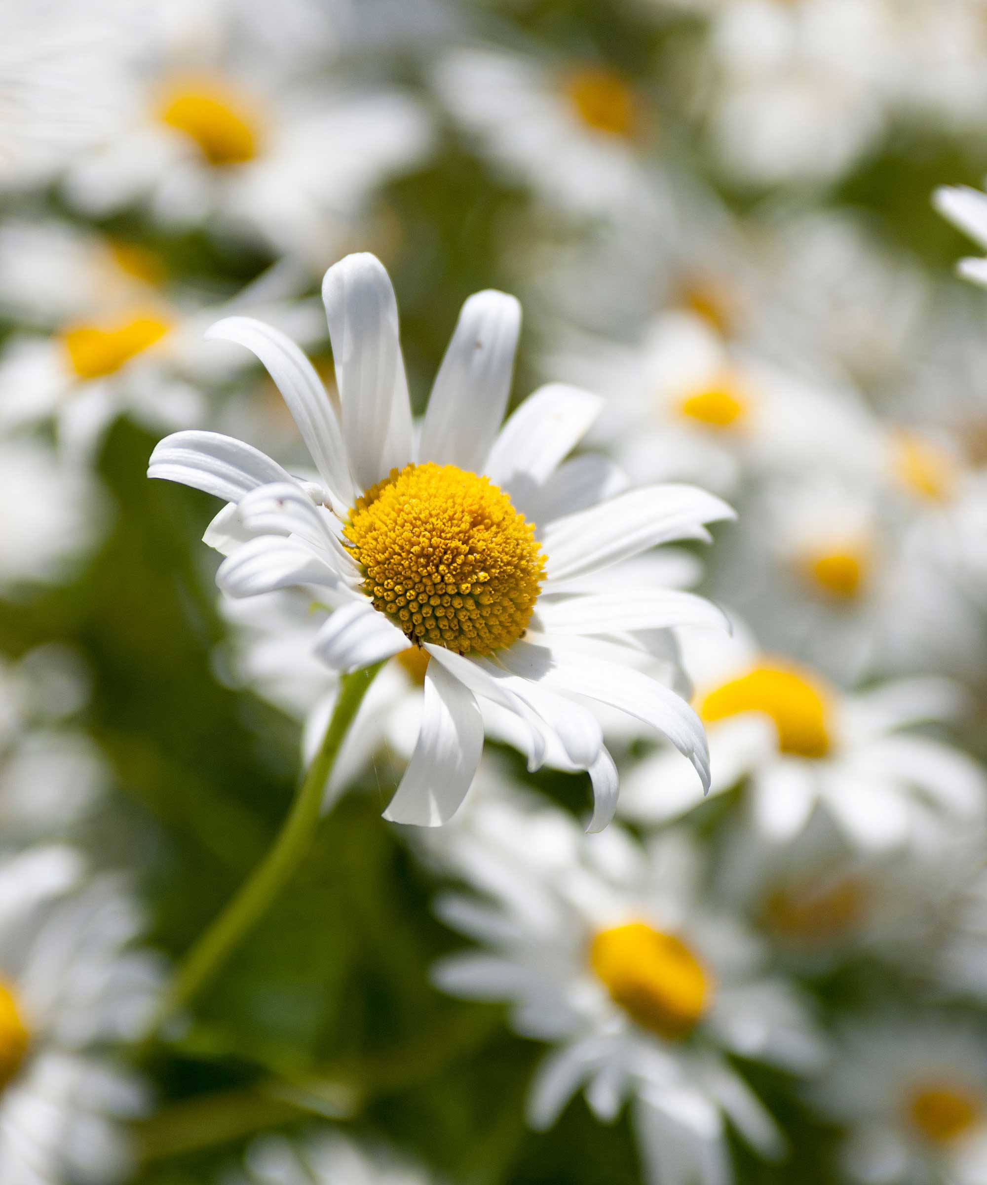 shasta daisy