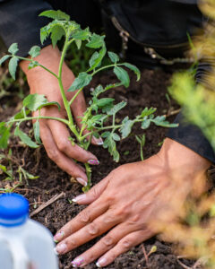 Woman's hands planting a tomato seedling in soil.