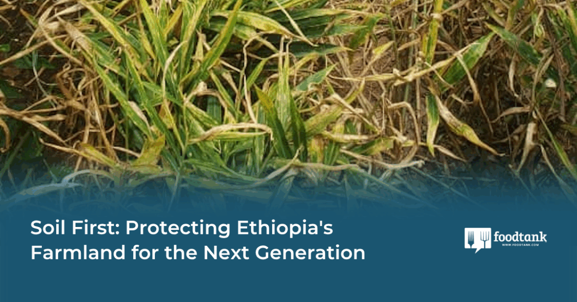 Protecting Ethiopia's Farmland for the Next Generation – Food Tank