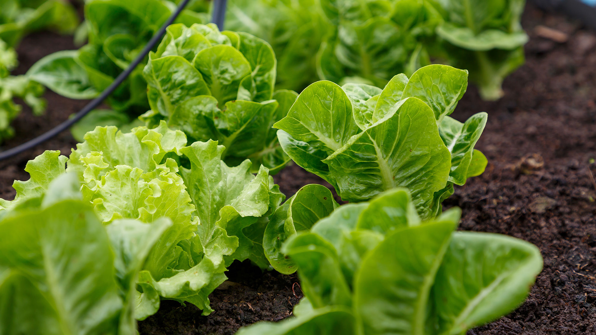 Fresh lettuce growing in garden