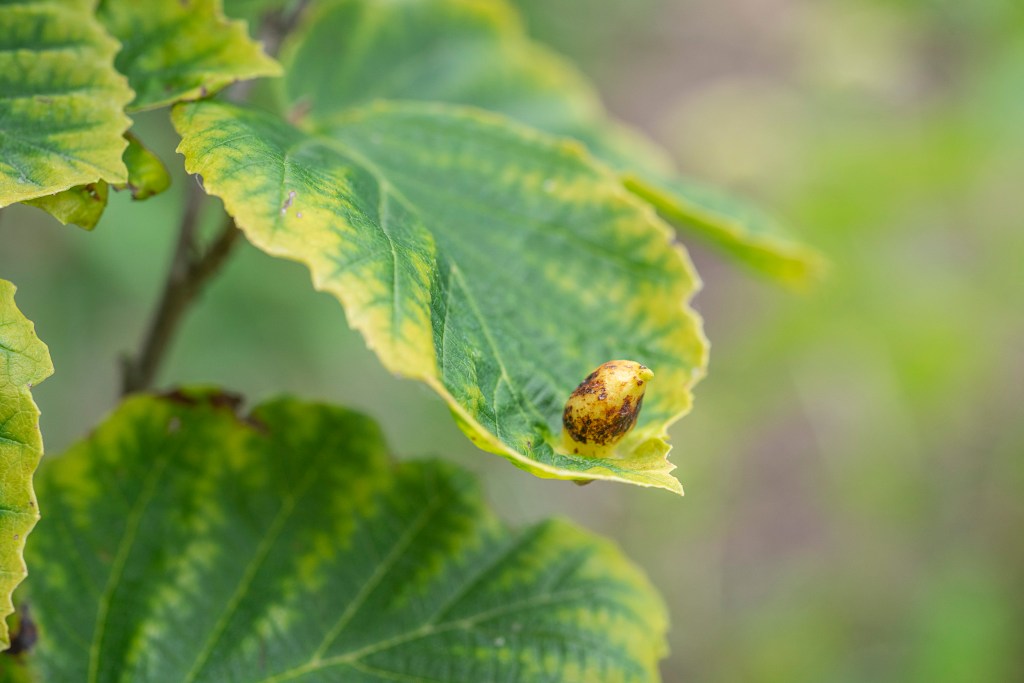 Leaf galls rarely cause serious harm Leaf galls rarely cause serious harm