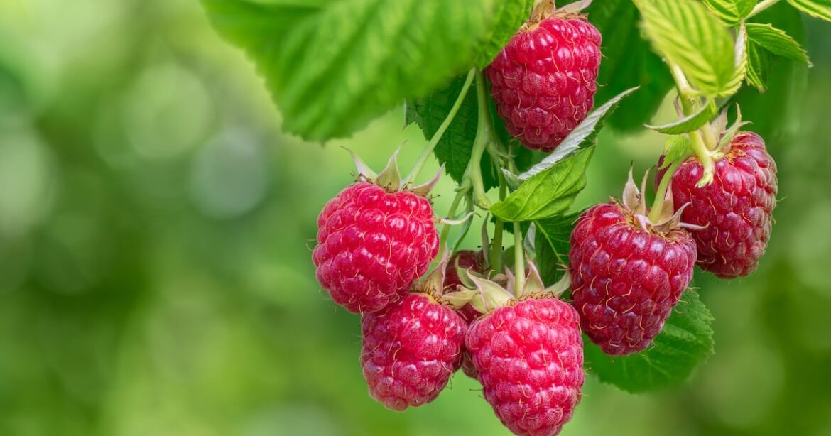 My raspberry plants are producing very few berries – are they a lost cause? – The Irish Times My raspberry plants are producing very few berries – are they a lost cause? – The Irish Times