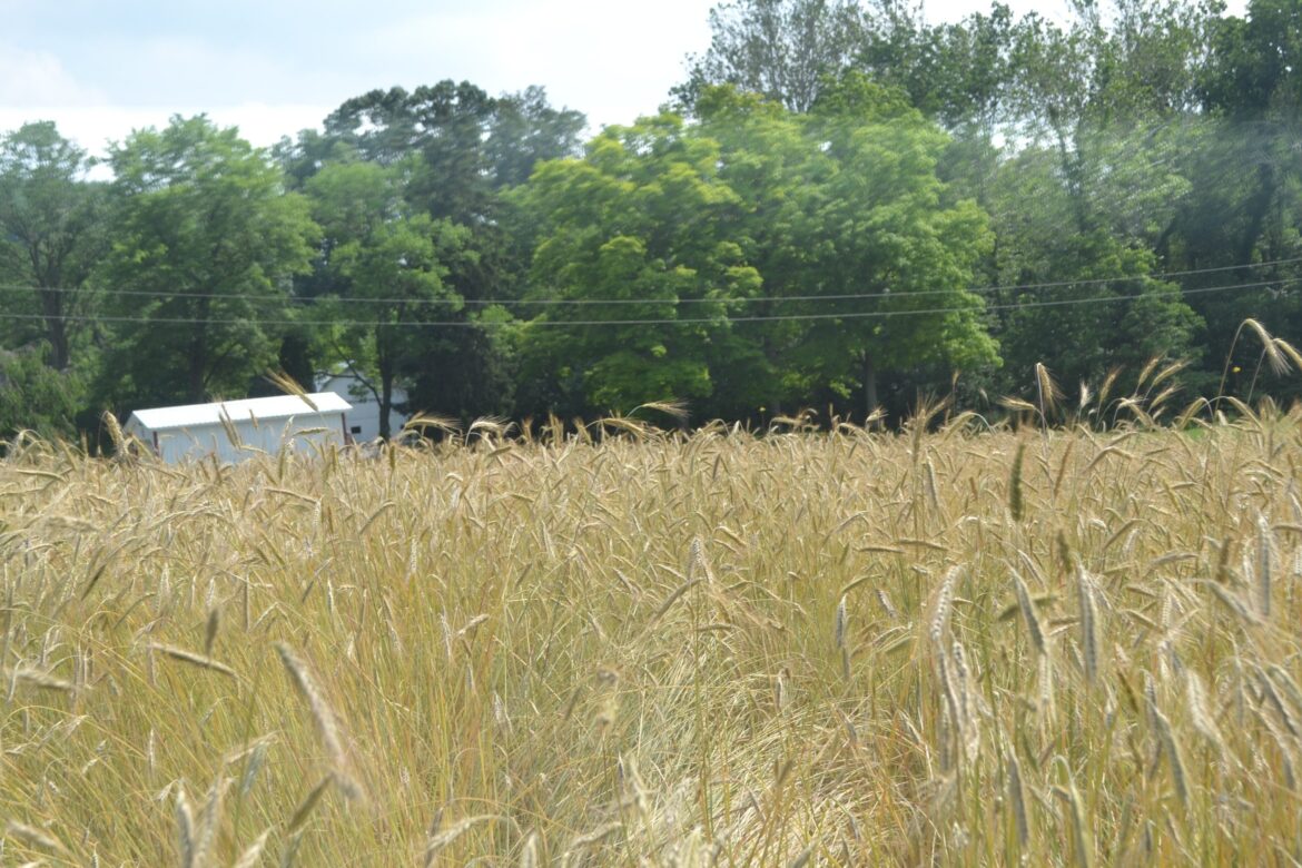 August provides a second planting season August provides a second planting season