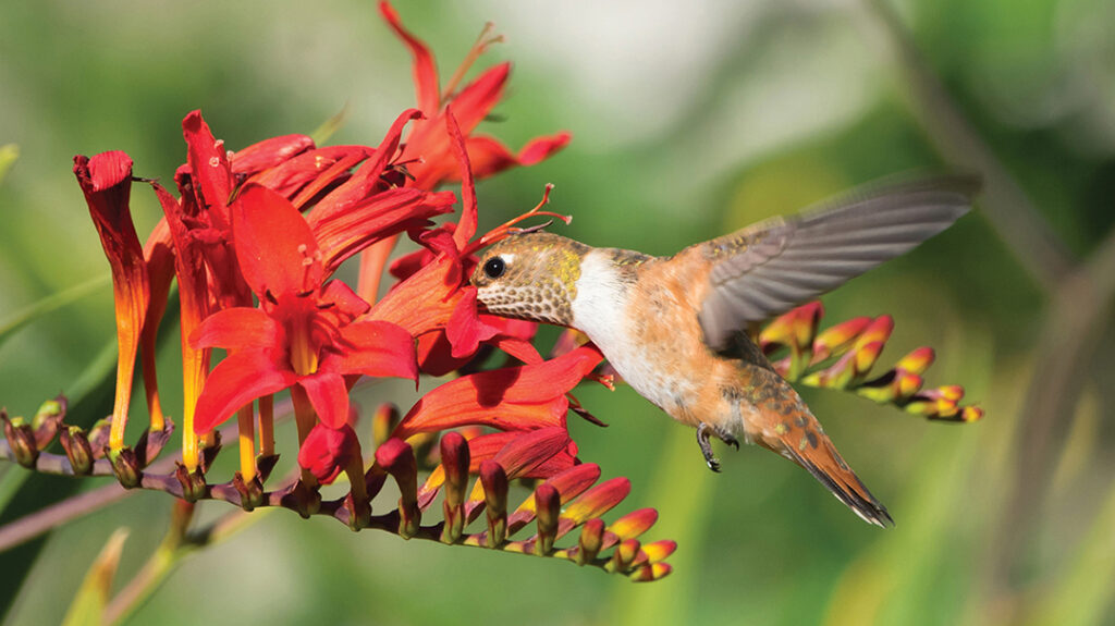Lucifer in Bloom | Laurel Magazine Crocosmia-‘Lucifer-stock.jpg