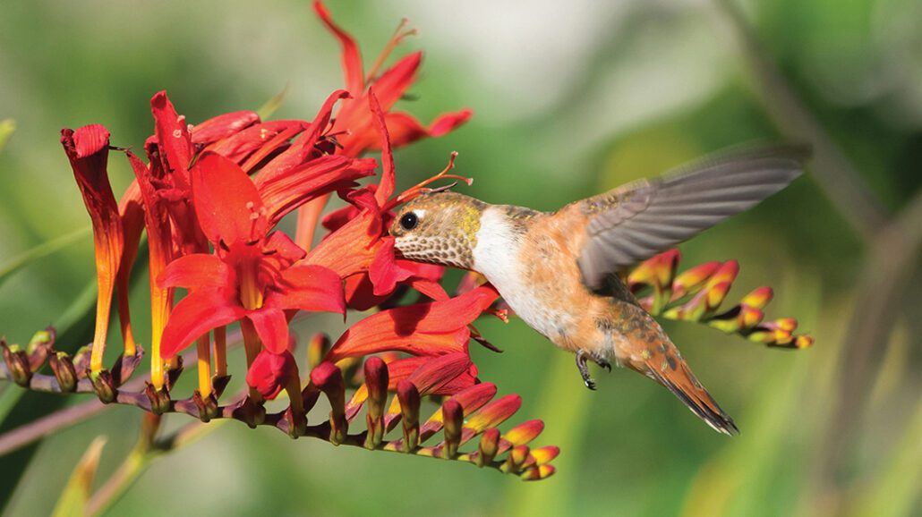Crocosmia-‘Lucifer-stock.jpg
