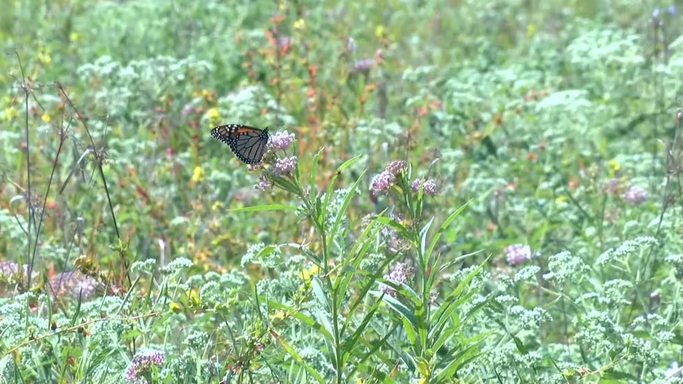 A monarch butterfly sits atop a Swamp Milkweed plant in Cape Girardeau County, Missouri.
