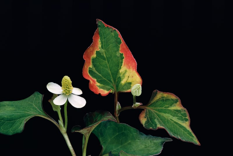 Houttuynia cordata 'Chameleon'