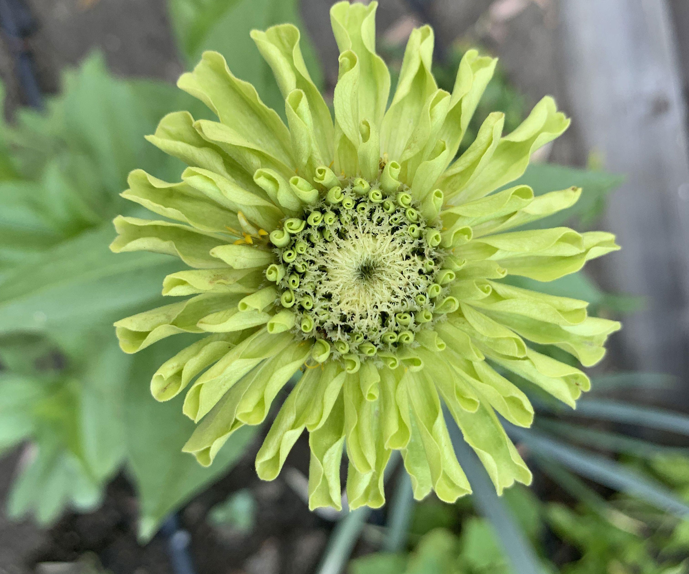 Zinnia 'Green Envy'