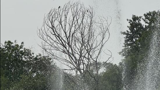 Delhi’s Lodhi Garden is full of trees and monuments. One tree was itself like a monument. While it had died a long time ago, it had continued to stand, giving the park a haunting beauty. (HT)