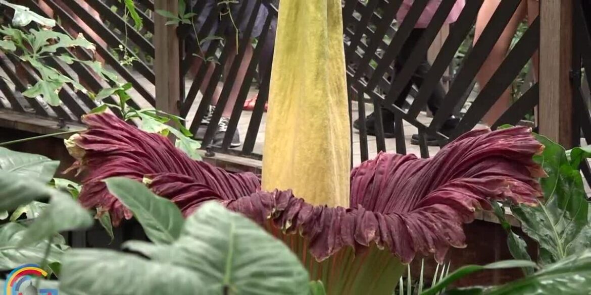 United States Botanic Garden “Corpse Flower” Blooms