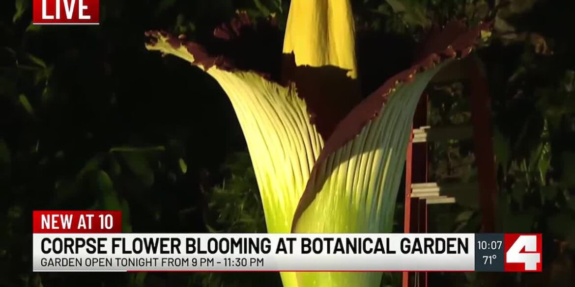 Corpse Flower ‘Octavia’ in bloom at Missouri Botanical Garden Corpse Flower ‘Octavia’ in bloom at Missouri Botanical Garden
