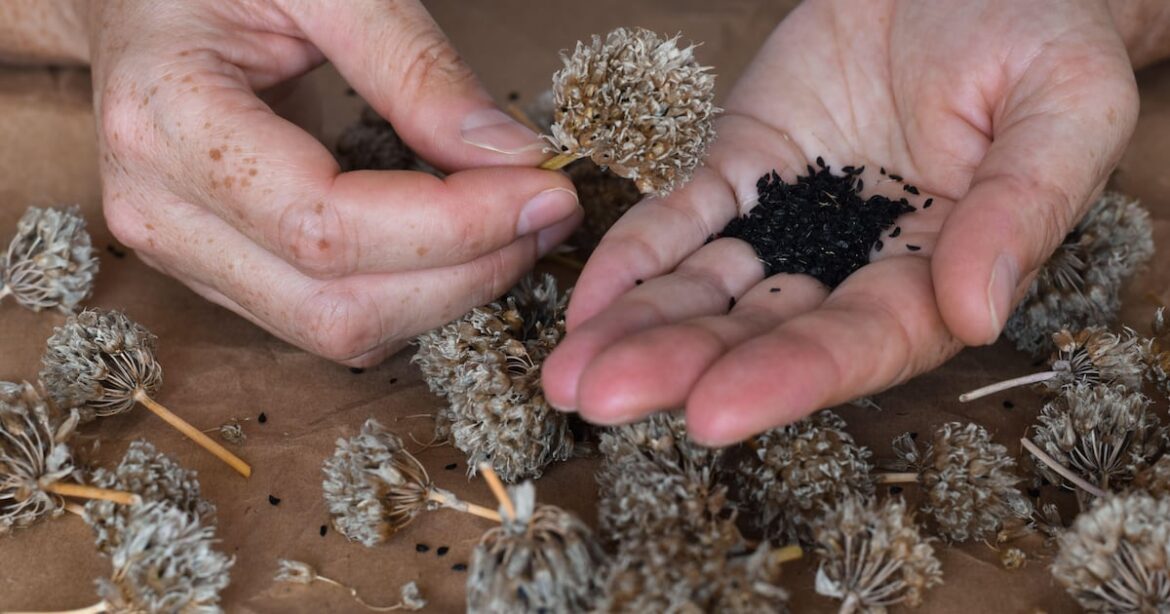Which seeds should you be collecting and why? – The Irish News