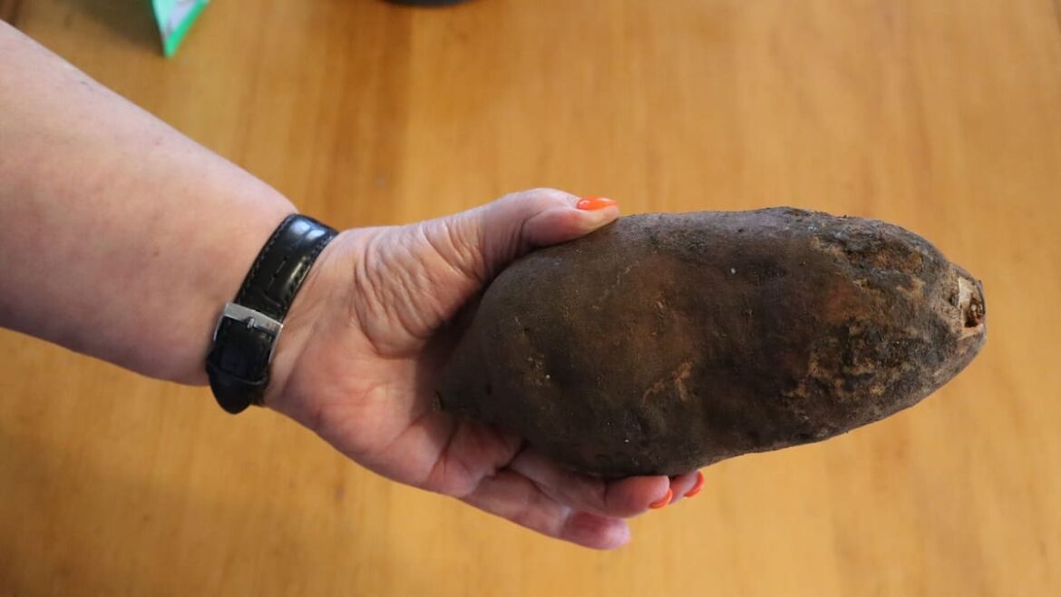 Kem Ormond’s vegetable garden: How to grow yacon, a thirst-quenching gem Kem Ormond’s vegetable garden: How to grow yacon, a thirst-quenching gem