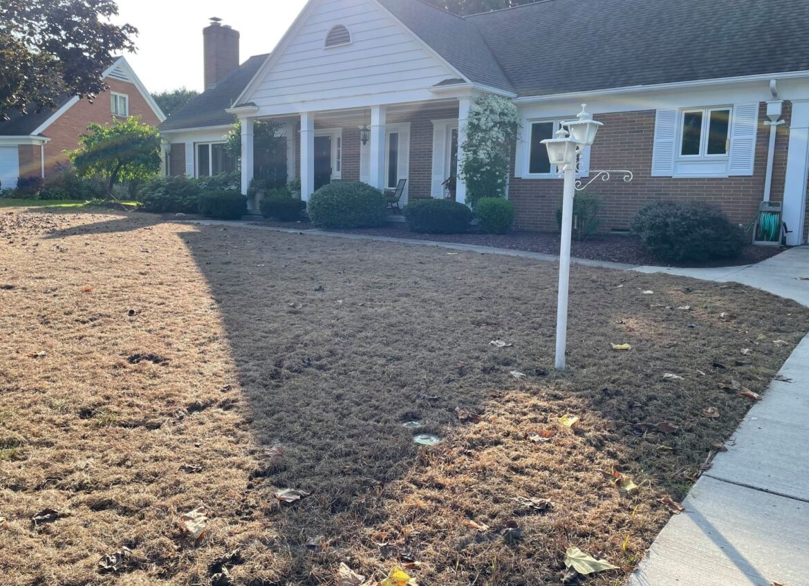 Meet the insect invasion attacking our lawns Meet the insect invasion attacking our lawns