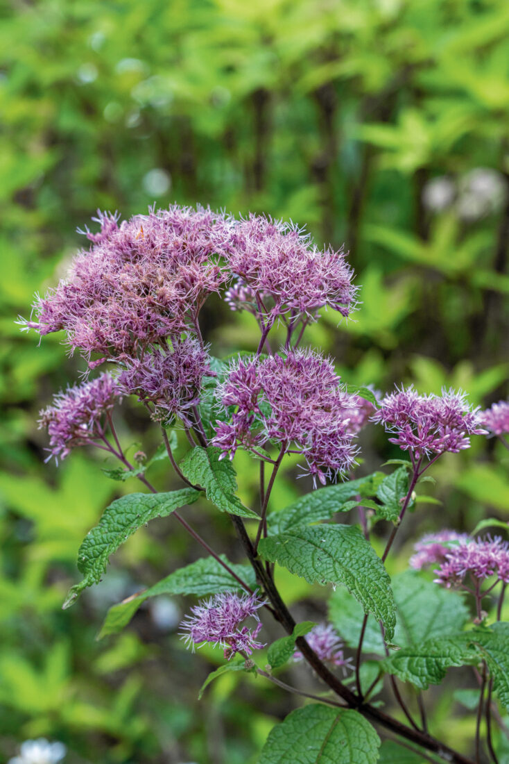 A purple flower