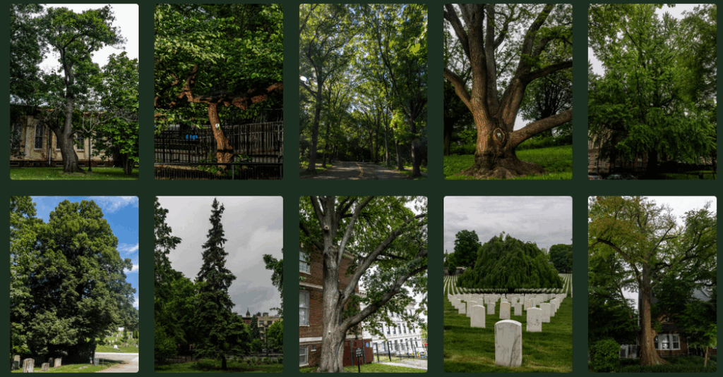 Take a Closer Look at These ‘Great’ New York City Trees Take a Closer Look at These ‘Great’ New York City Trees